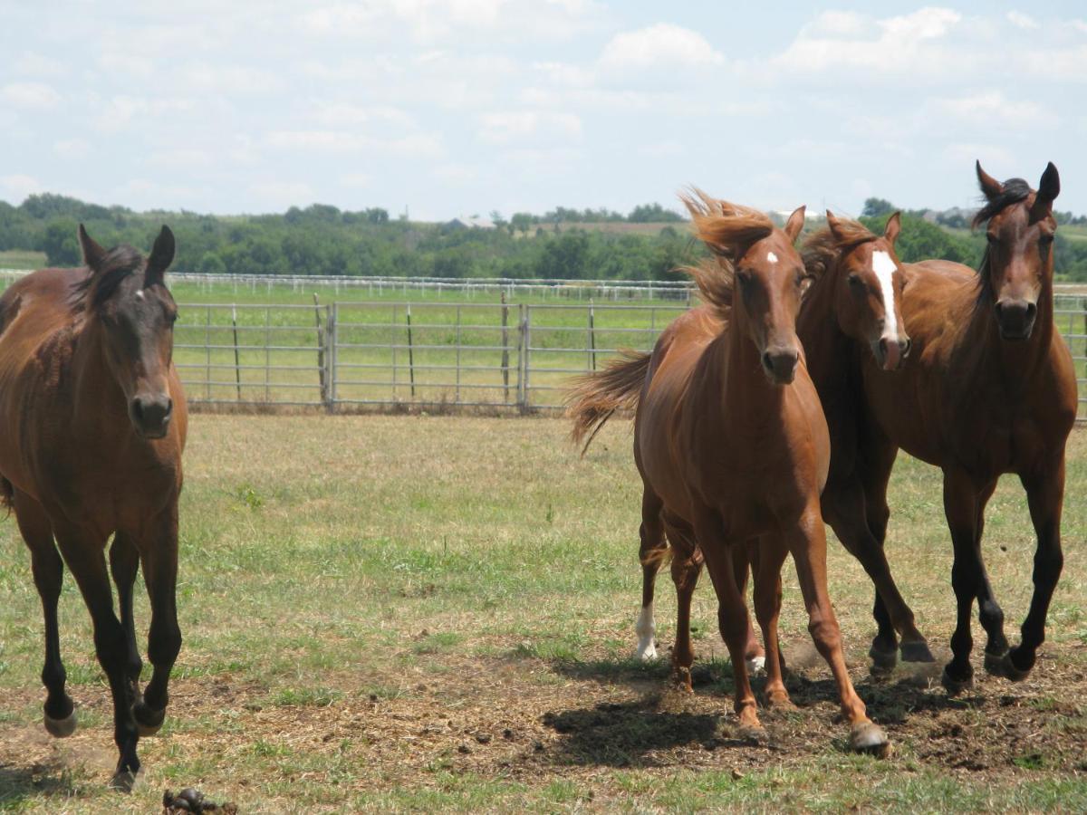 Agriturismo Monsereno Horses Imbersago 外观 照片